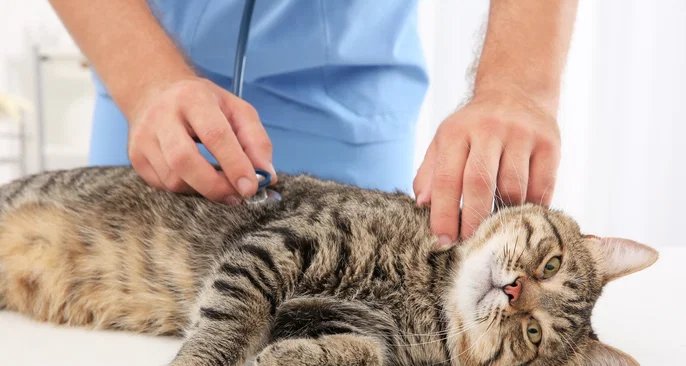 7 doenças que podem ser transmitidas pelos gatos e como evitá-las - Imagem do artigo