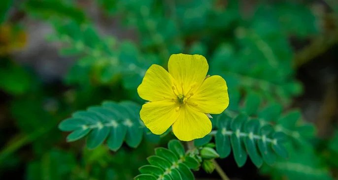 Tribulus terrestris ganha espaço como fitoterápico para libido, desempenho físico e sintomas da menopausa - Imagem do artigo