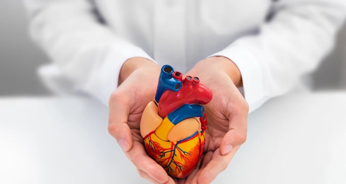 Cardiologista: o que faz, quais doenças trata e quando agendar uma consulta - Imagem do artigo