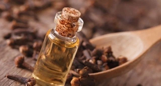 Cravo-da-Índia: 12 benefícios comprovados, modos de uso e cuidados necessários - Imagem do artigo