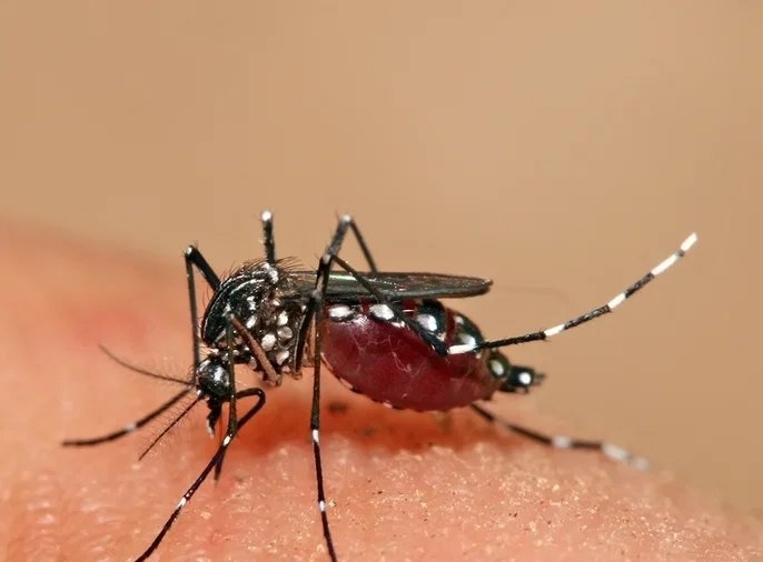 Dengue: sintomas, formas de transmissão, diagnóstico e medidas de prevenção - Imagem do artigo